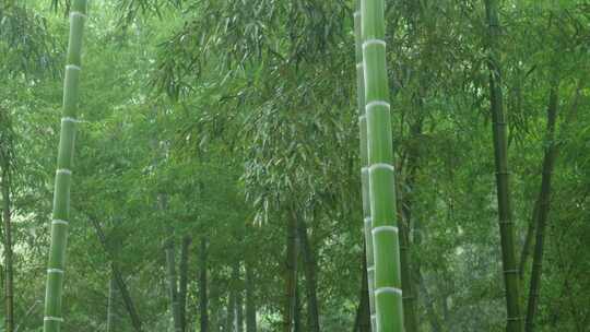 下雨天竹林景观特写，竹节挺拔竹叶繁茂