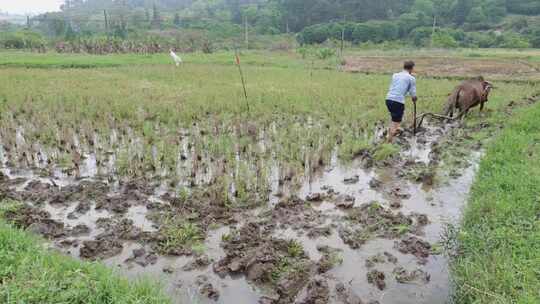 农民用牛犁田在水田中劳作的乡村场景