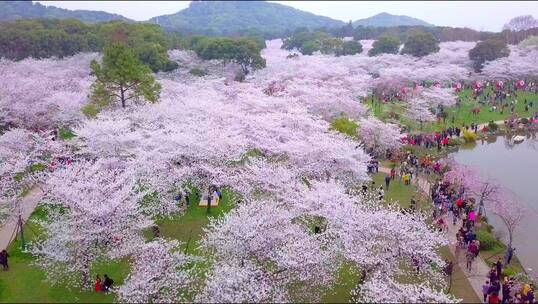 春天武汉东湖樱花园樱花绽放