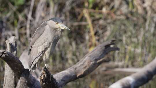 一只野生凶猛的黑冠夜鹭的特写侧写镜头，nycticorax nycticorax耐心地pe