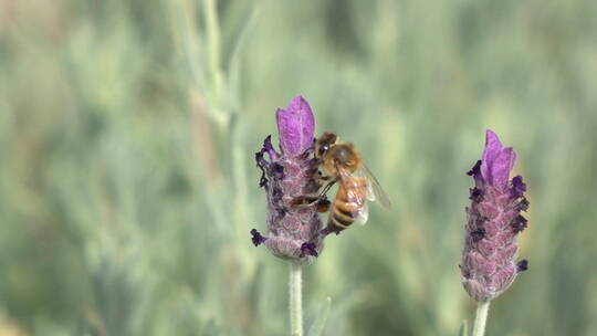蜂蜜在花朵上授粉