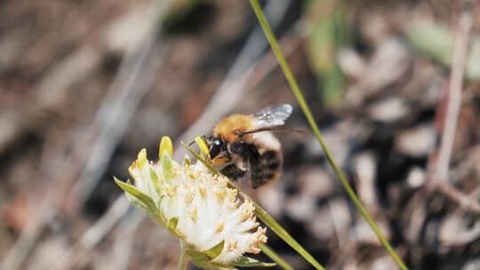 蜜蜂在花上，慢动作近距离观察