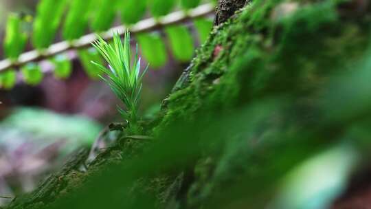 蕨类苔藓微距森林视频素材模板下载