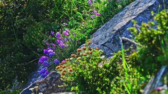 夏季高山草甸牧场绿色植物草地野花