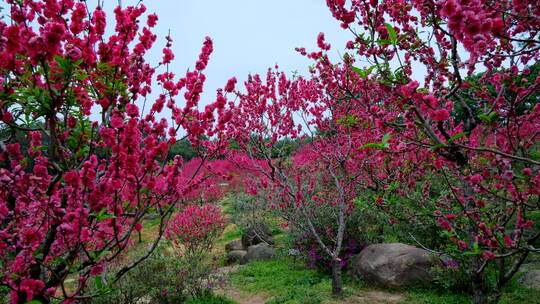 桃花林 树林 春暖花开 桃花坞 桃花园