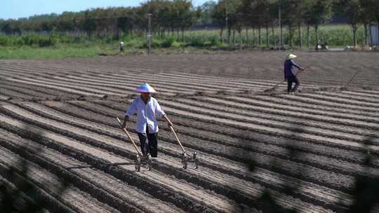 农民在田里播种种萝卜