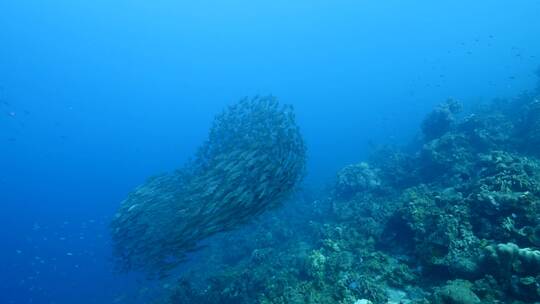 海底鱼群 沙丁鱼风暴