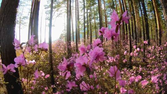 树林中的粉色花朵