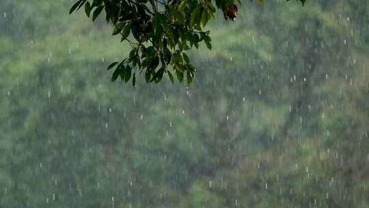 春天雨季雨滴树林树叶升格空镜