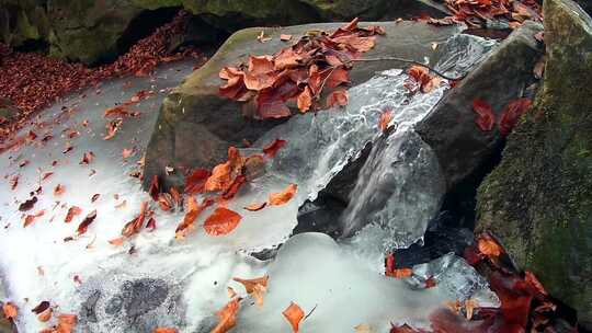 秋叶落在岩石小溪流水结冰