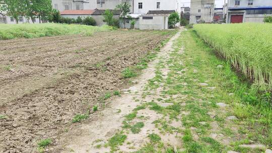 农村房屋花草树木绿色植物菜园