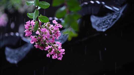 下雨天紫薇花和屋檐瓦片