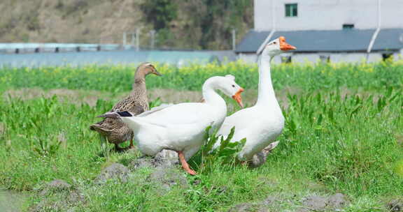 田园风光白鹅