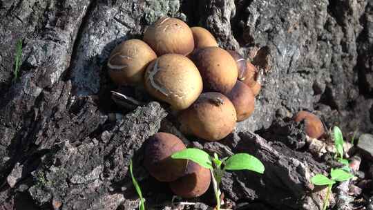 树木下的野生蘑菇