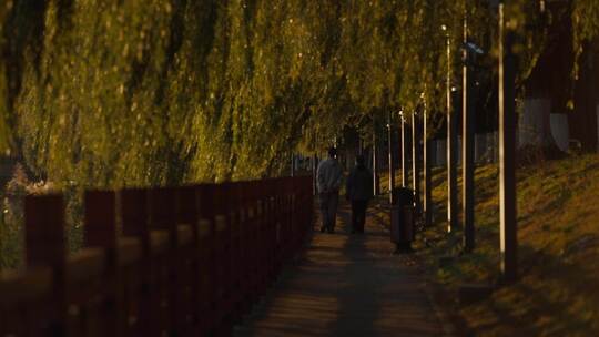 城市风景 唯美文艺空境 夕阳树叶光影