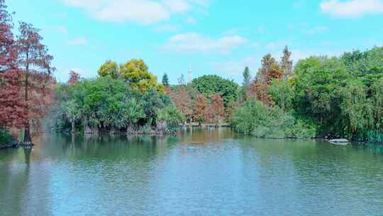 广州海珠湖公园落羽杉林蓝天白云延时风光