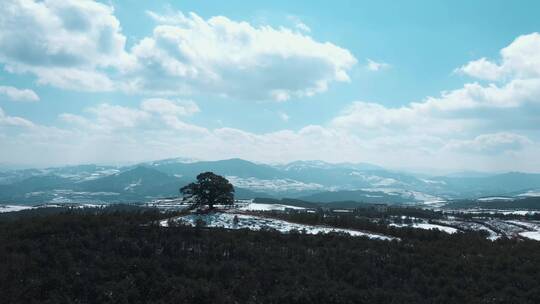 冬季积雪山区一个孤独大树远处连绵雪山