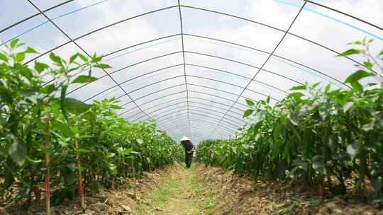 大棚内农民劳作种植蔬菜画面摘青辣椒素材