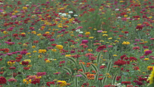 花 菊花 花海