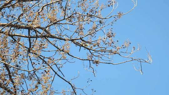 春天杜鹃在枝头飞来飞去蓝天阳光