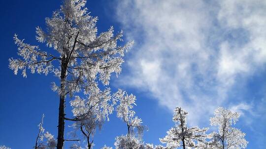 大兴安岭极寒中的雪林