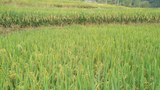 水稻种植梯田
