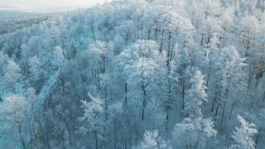 航拍白雪森林树林雪景冰雪雾凇