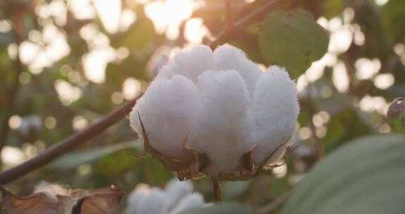 田野里的棉花