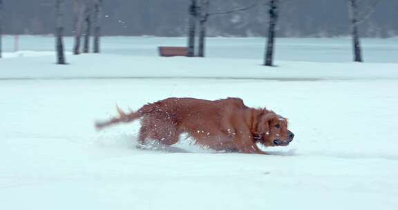 狗，金毛猎犬，玩耍，雪