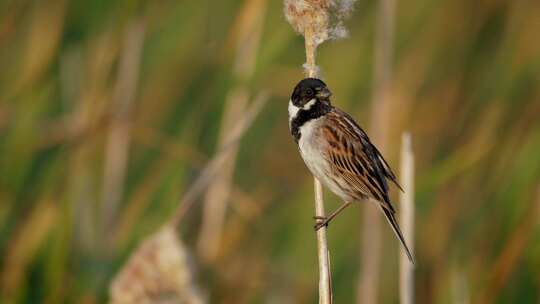 鸟，芦苇旗，鸣禽，Emberiza Sc