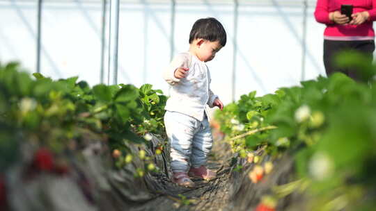 小孩在草莓地 幼儿在草莓地玩耍