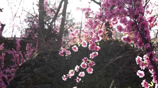 沕沕水生态风景区 梅花 粉色 植物 景色