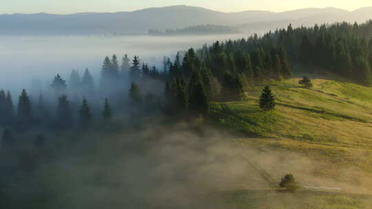 树木和森林覆盖的山脉 高山山峰上的雾和云