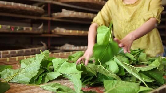 丝绸加工蚕茧桑树煮茧剥茧抽丝纺织