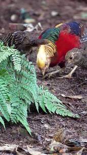 野生动物红腹锦鸡与长尾雉在吃食