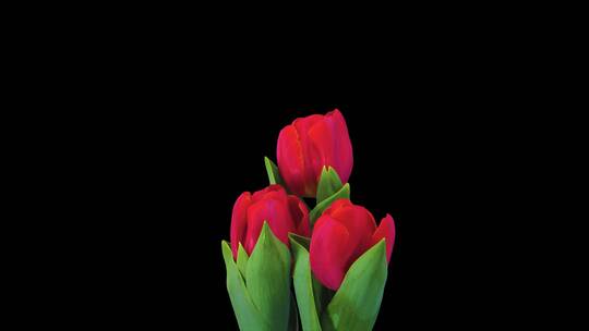 郁金香玫瑰红色花朵盛开延时特写开花