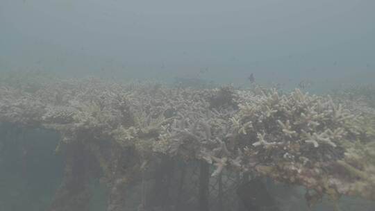 海底世界水下摄影珊瑚小丑鱼鱼群log视频素材模板下载