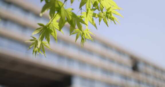 枫叶 嫩芽 生机 绿色 春天 春分