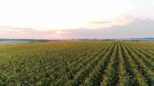 日出日落时的玉米地种植业粮食黄昏视频素材模板下载