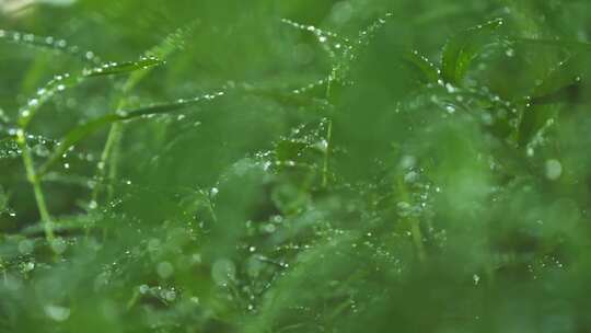 雨后小草丛绿植水珠露珠