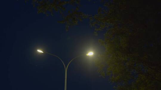 夜景树下的路灯