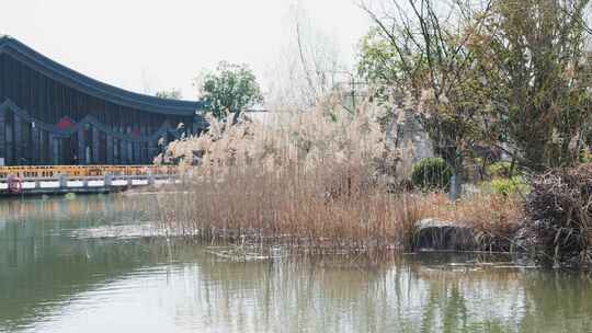 水边芦苇与中式建筑景观