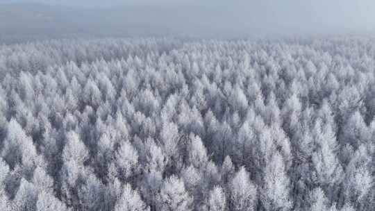 航拍林海雪原银装素裹树林