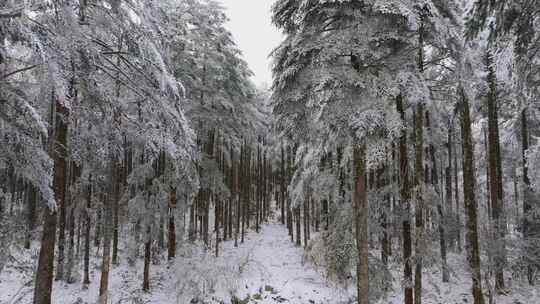 无人机穿梭在雪后的鹿儿坪森林中航拍