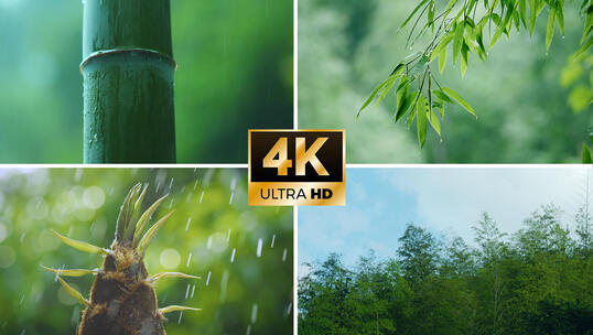 4K竹 竹子 竹叶滴水 竹笋生长雨中竹林