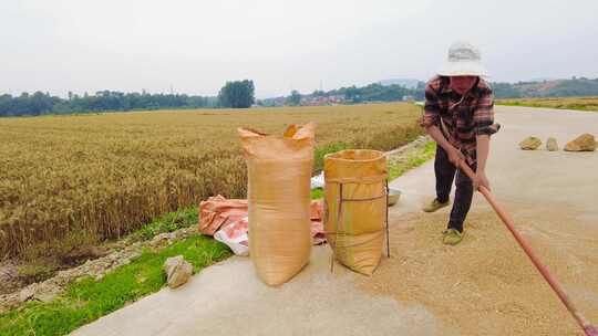 小麦麦田麦穗