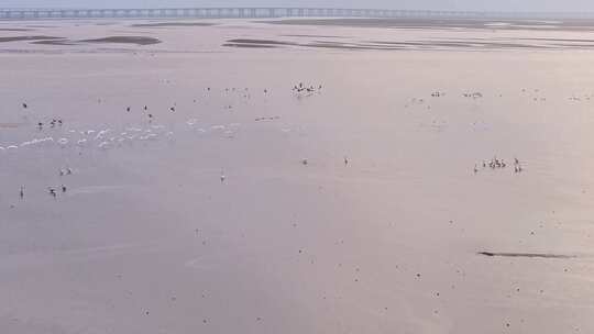 鄱阳湖湿地日落候鸟大雁飞鸟景观