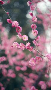 盛开的粉色梅花特写