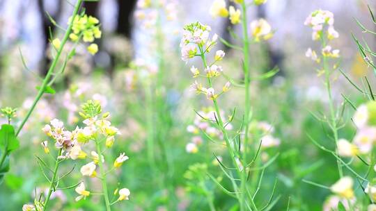 唯美五彩油菜花