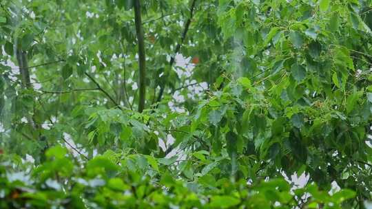 雨天雨水雨景树叶雨滴